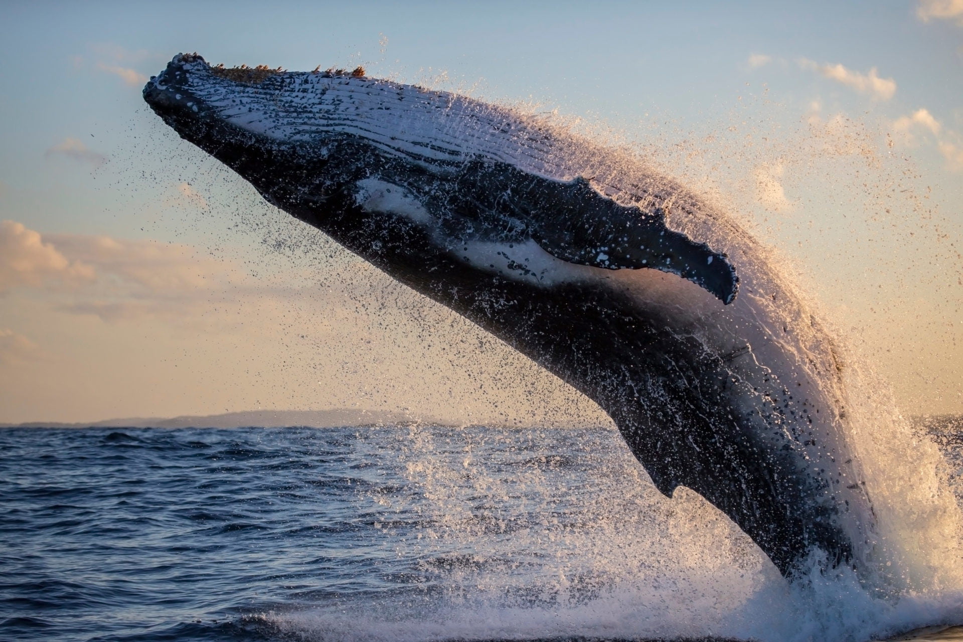 $566,900,000 In BTC On The Move – Coordinated Whale Action Could Be Behind The Crypto Market Crash