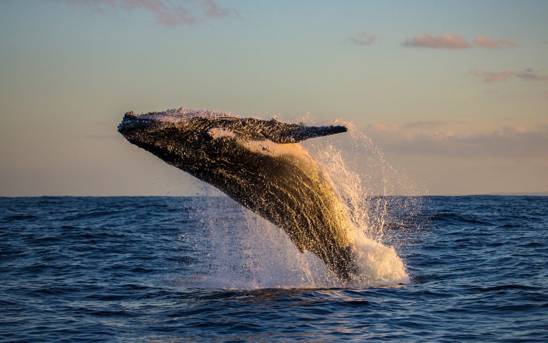 Whale Alert: Massive $417 Million BTC Transfer