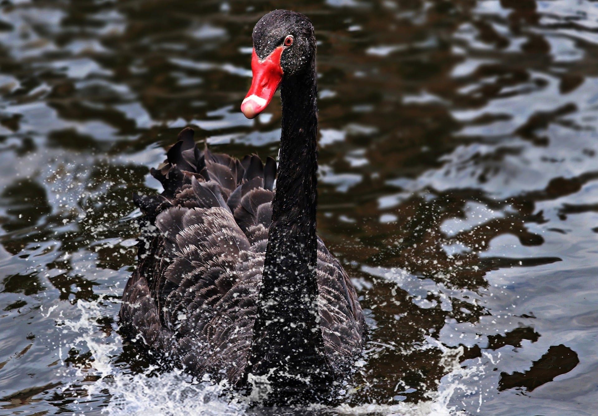 Scott Melker AKA “The Wolf Of All Streets” Calls SBF The Black Swan